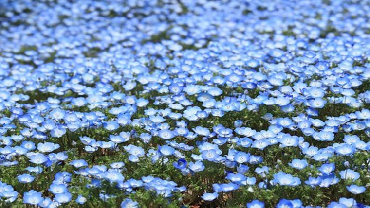 ネモフィラの花言葉には怖い意味があった 青い花に隠された秘密 Trendia